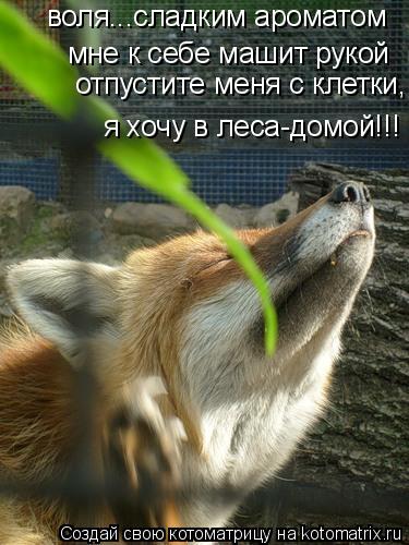 воля...сладким ароматом мне к себе машит рукой отпустите меня с клетки, я хочу в леса-домой!!!... Котоматрица: воля...сладким ароматом мне к себе машит рукой отпустите меня с клетки, я хочу в леса-домой!!!