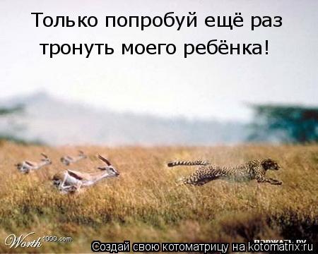 Только попробуй ещё раз тронуть моего ребёнка!... Котоматрица: Только попробуй ещё раз тронуть моего ребёнка!