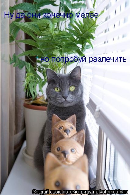 Ну да они конечно мелее но попробуй разлечить... Котоматрица: Ну да они конечно мелее но попробуй разлечить