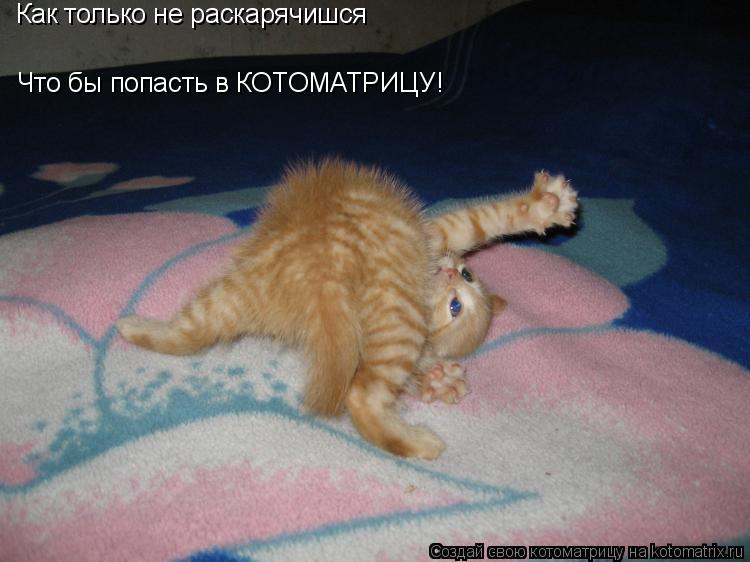 Что бы попасть в КОТОМАТРИЦУ! Как только не раскарячишся... Котоматрица: Что бы попасть в КОТОМАТРИЦУ! Как только не раскарячишся