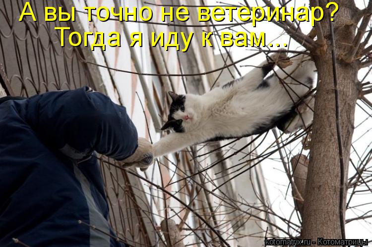 А вы точно не ветеринар? Тогда я иду к вам...... Котоматрица: А вы точно не ветеринар? Тогда я иду к вам...