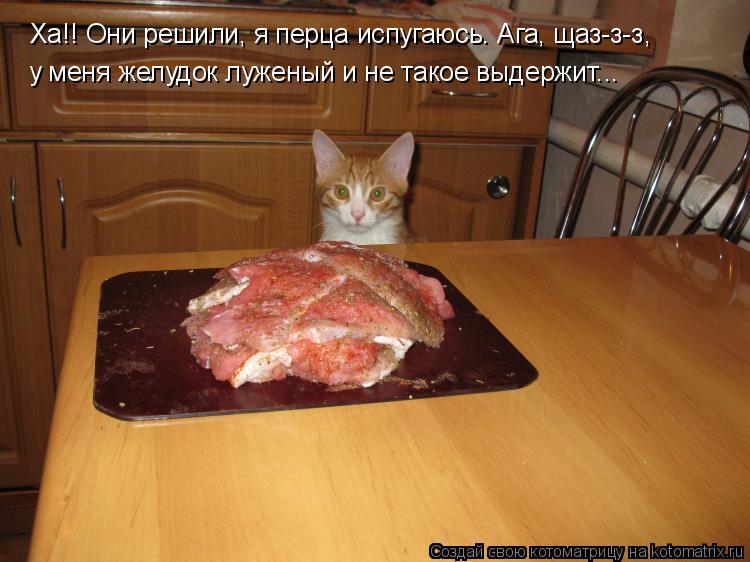 Ха!! Они решили, я перца испугаюсь. Ага, щаз-з-з, у меня желудок луженый и не такое выдержит...... Котоматрица: Ха!! Они решили, я перца испугаюсь. Ага, щаз-з-з, у меня желудок луженый и не такое выдержит...