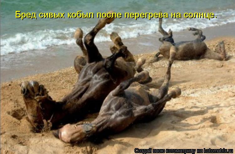 Бред сивых кобыл после перегрева на солнце.... Котоматрица: Бред сивых кобыл после перегрева на солнце.