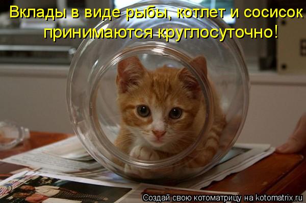 Вклады в виде рыбы, котлет и сосисок принимаются круглосуточно!... Котоматрица: Вклады в виде рыбы, котлет и сосисок принимаются круглосуточно!