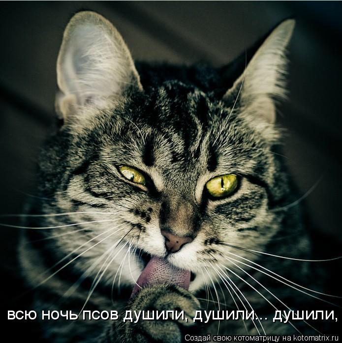 всю ночь псов душили, душили... душили, душили...... Котоматрица: всю ночь псов душили, душили... душили, душили...