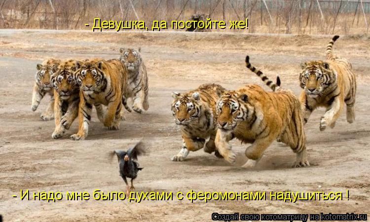- Девушка, да постойте же! - И надо мне было духами с феромонами надушиться !... Котоматрица: - Девушка, да постойте же! - И надо мне было духами с феромонами надушиться !