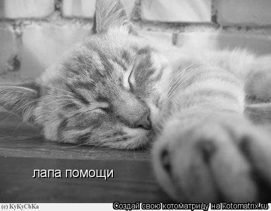 Котоматрица: лапа помощи