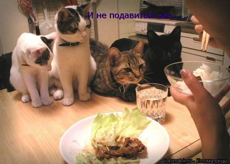Котоматрица: И не подавиться же И не подавиться же......