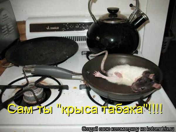 Сам ты "крыса табака"!!!!... Котоматрица: Сам ты "крыса табака"!!!!