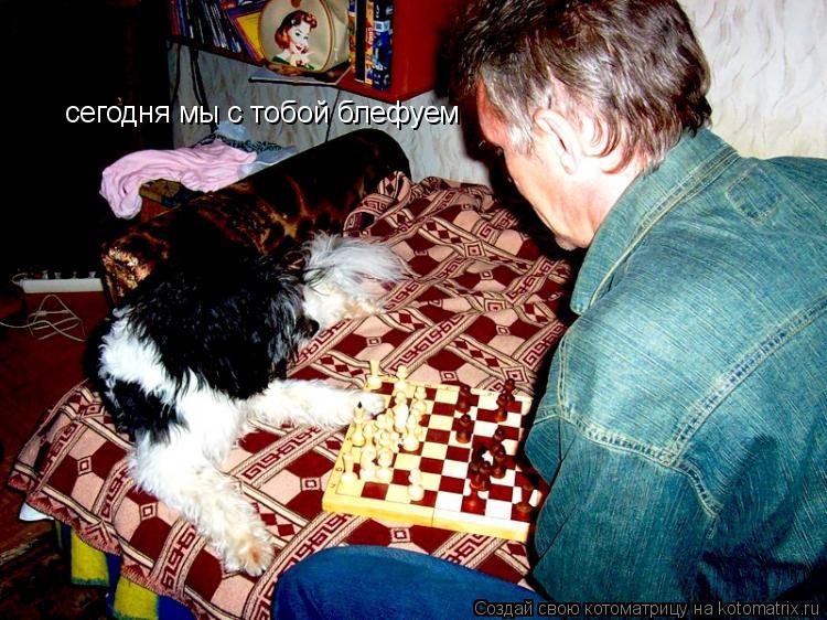 Котоматрица: сегодня мы с тобой блефуем