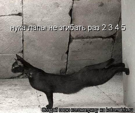 Котоматрица: нука лапы не згибать раз 2 3 4 5