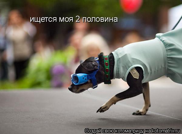 ищется моя 2 половина... Котоматрица: ищется моя 2 половина