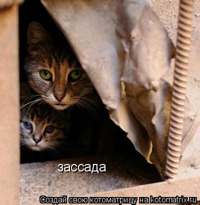 зассада... Котоматрица: зассада