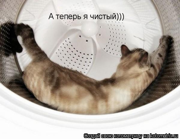 А теперь я чистый)))... Котоматрица: А теперь я чистый)))