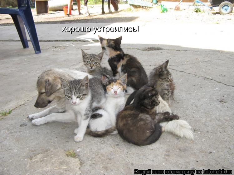 Котоматрица: хорошо устроились!