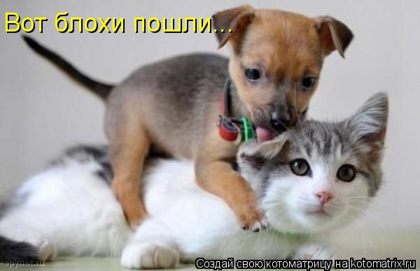 Котоматрица: Вот блохи пошли...