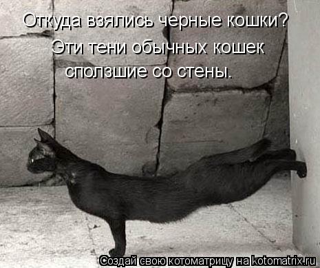 Откуда взялись черные кошки? Эти тени обычных кошек сползшие со стены.... Котоматрица: Откуда взялись черные кошки? Эти тени обычных кошек сползшие со стены.