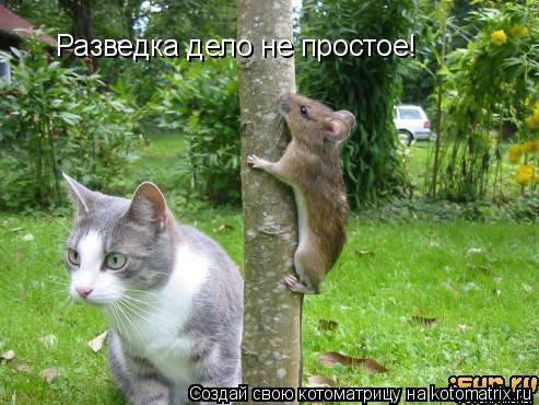 Разведка дело не простое!... Котоматрица: Разведка дело не простое!