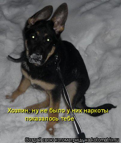 Хозяин, ну не было у них наркоты показалось тебе... Котоматрица: Хозяин, ну не было у них наркоты показалось тебе