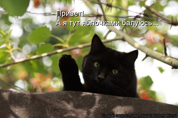 - Привет! А я тут яблочками балуюсь...... Котоматрица: - Привет! А я тут яблочками балуюсь...
