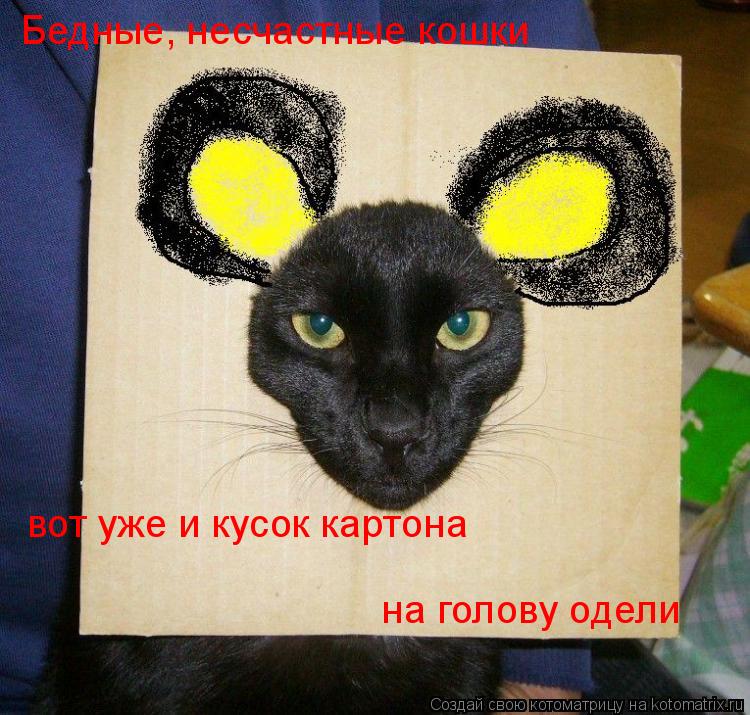 Бедные, несчастные кошки вот уже и кусок картона на голову одели... Котоматрица: Бедные, несчастные кошки вот уже и кусок картона на голову одели