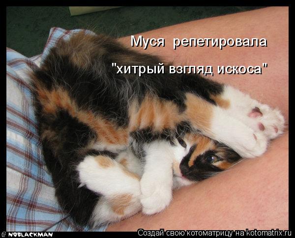 Муся репетировала "хитрый взгляд искоса"... Котоматрица: Муся репетировала "хитрый взгляд искоса"