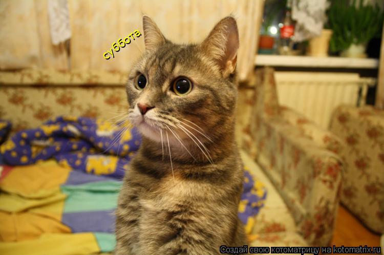 Котоматрица: суббота