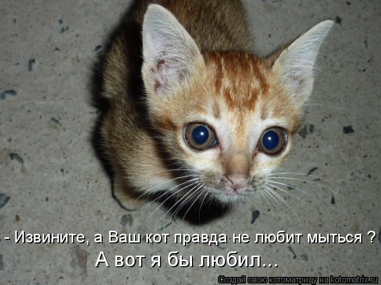 - Извините, а Ваш кот правда не любит мыться ? А вот я бы любил...... Котоматрица: - Извините, а Ваш кот правда не любит мыться ? А вот я бы любил...