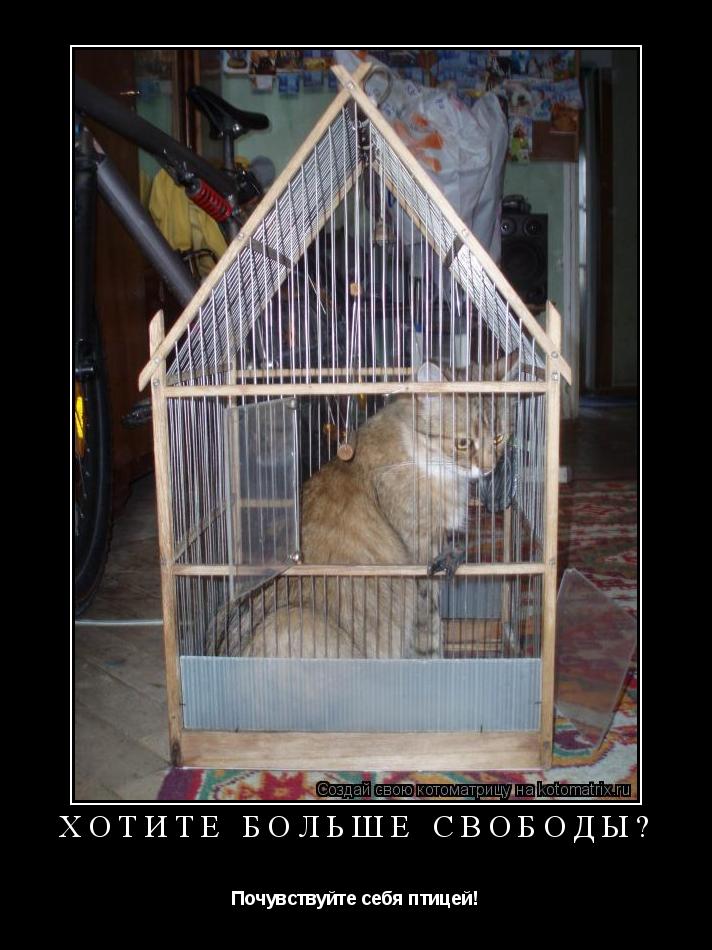 Котоматрица: хотите больше свободы? Почувствуйте себя птицей!