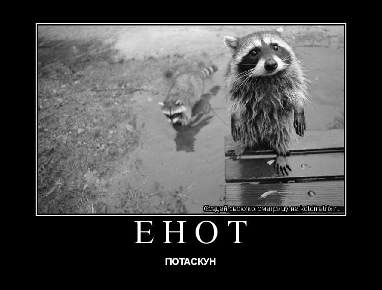 Котоматрица: ЕНОТ ПОТАСКУН