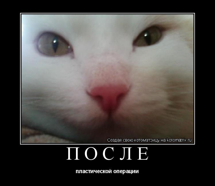 Котоматрица: После пластической операции