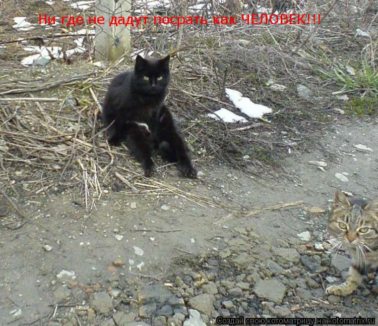 Ни где не дадут посрать как ЧЕЛОВЕК!!!... Котоматрица: Ни где не дадут посрать как ЧЕЛОВЕК!!!