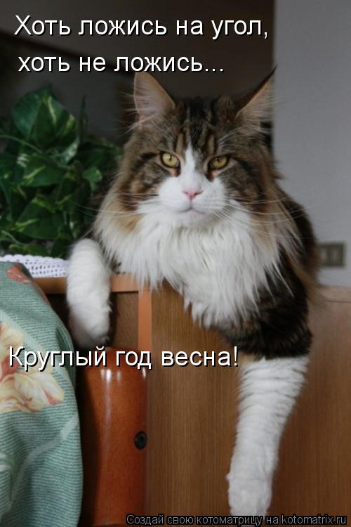 Хоть ложись на угол, хоть не ложись... Круглый год весна!... Котоматрица: Хоть ложись на угол, хоть не ложись... Круглый год весна!