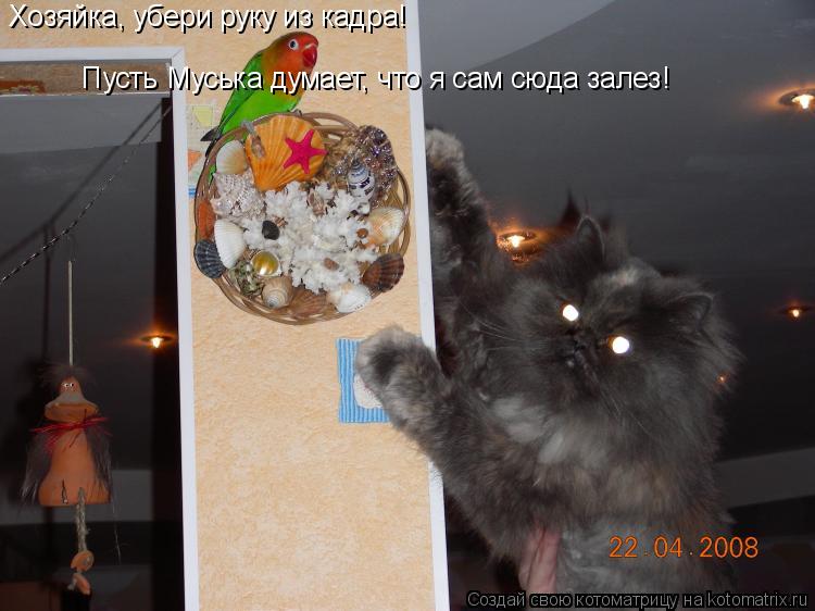 Хозяйка, убери руку из кадра! Пусть Муська думает, что я сам сюда залез!... Котоматрица: Хозяйка, убери руку из кадра! Пусть Муська думает, что я сам сюда залез!