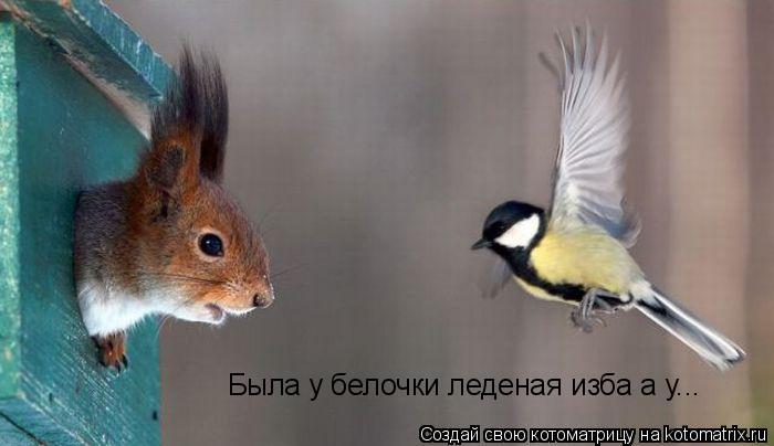 Была у белочки леденая изба а у...... Котоматрица: Была у белочки леденая изба а у...