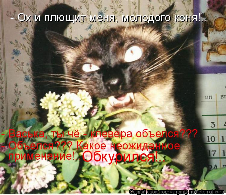 Котоматрица: - Ох и плющит меня, молодого коня!.. - Васька, ты чё - клевера объелся??? - Объелся??? Какое неожиданное  применение!.. Обкурился!..