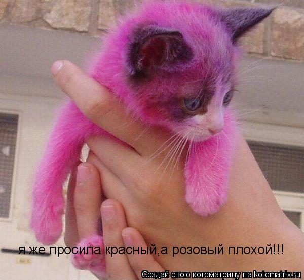 я же просила красный,а розовый плохой!!!... Котоматрица: я же просила красный,а розовый плохой!!!