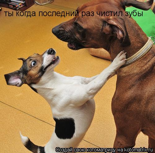 ты когда последний раз чистил зубы... Котоматрица: ты когда последний раз чистил зубы