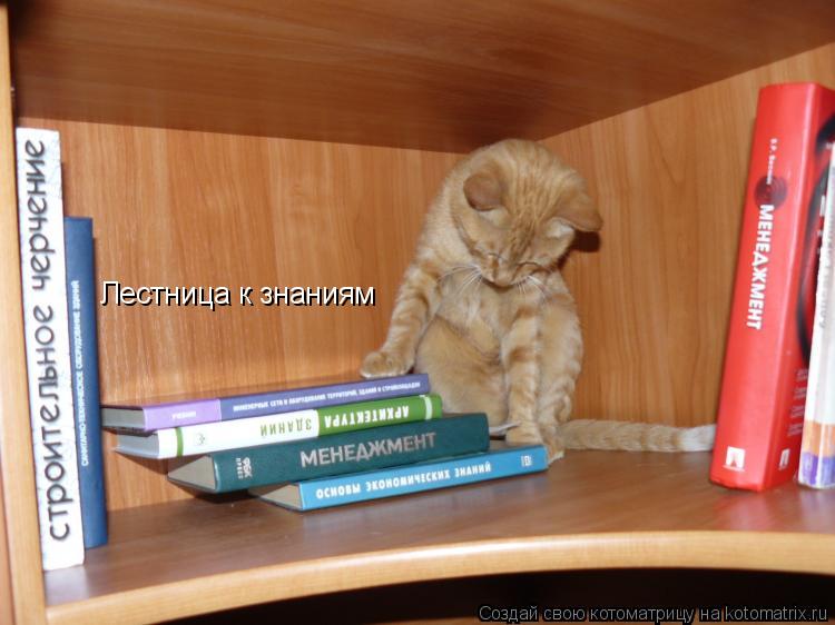 Лестница к знаниям... Котоматрица: Лестница к знаниям