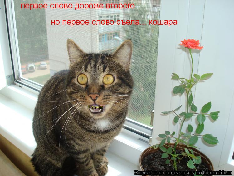 первое слово дороже второго но первое слово съела... кошара 1 слово... Котоматрица: первое слово дороже второго но первое слово съела... кошара 1 слово
