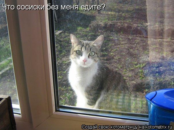 Что сосиски без меня едите?... Котоматрица: Что сосиски без меня едите?