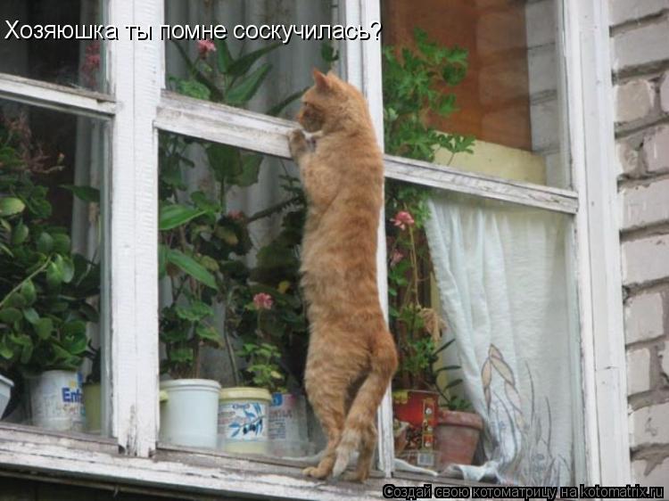 Хозяюшка ты помне соскучилась?... Котоматрица: Хозяюшка ты помне соскучилась?