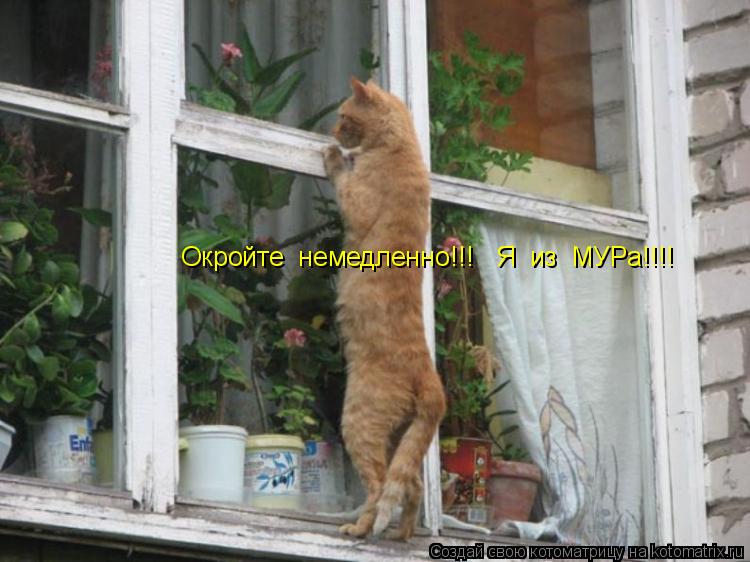 Окройте немедленно!!! Я из МУРа!!!!... Котоматрица: Окройте немедленно!!! Я из МУРа!!!!