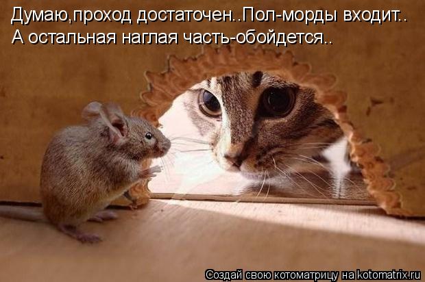 Думаю,проход достаточен..Пол-морды входит.. А остальная наглая часть-обойдется..... Котоматрица: Думаю,проход достаточен..Пол-морды входит.. А остальная наглая часть-обойдется..