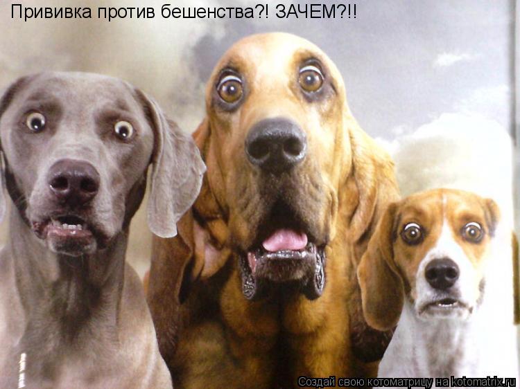 Котоматрица: Прививка против бешенства?! ЗАЧЕМ?!!