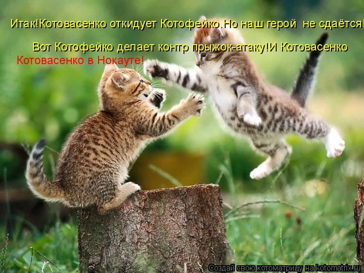 Котоматрица: Итак!Котовасенко откидует Котофейко.Но наш герой  не сдаётся! Вот Котофейко делает контр прыжок-атаку!И Котовасенко Котовасенко в Нокауте!