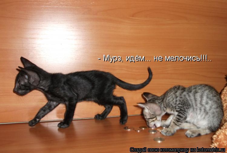 - Мурз, идём... не мелочись!!!..... Котоматрица: - Мурз, идём... не мелочись!!!..