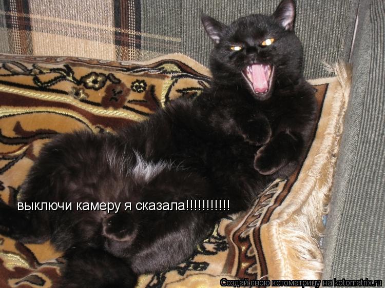 выключи камеру я сказала!!!!!!!!!!!... Котоматрица: выключи камеру я сказала!!!!!!!!!!!