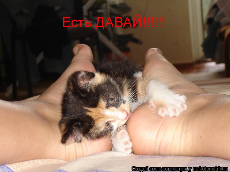 Есть ДАВАЙ!!!!!!... Котоматрица: Есть ДАВАЙ!!!!!!