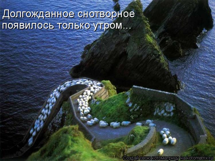 Долгожданное снотворное появилось только утром...... Котоматрица: Долгожданное снотворное появилось только утром...